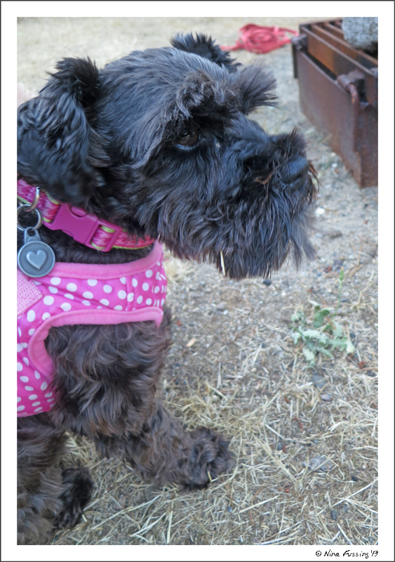 Their doggie Emmi is a CUTIE!