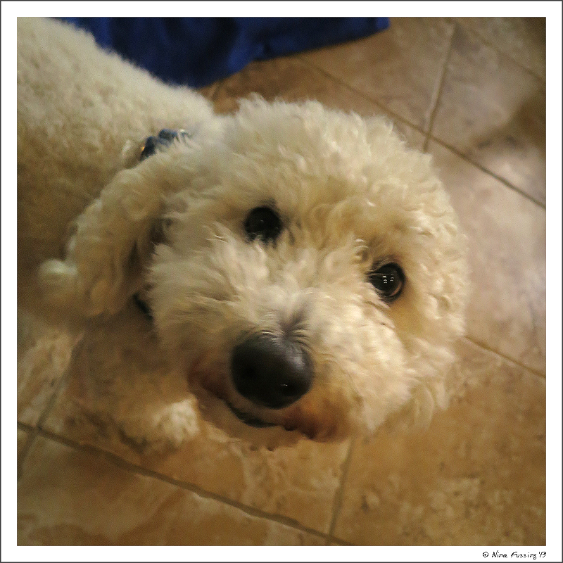 How can you resist that face?