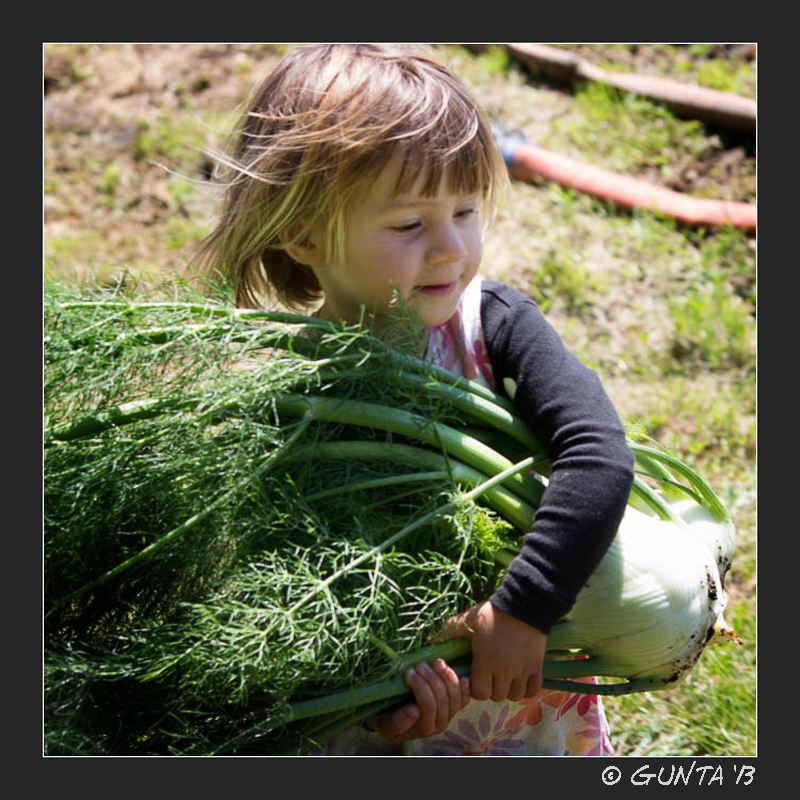 This is the fennel we cooked up last night. Pic taken by Gunta.