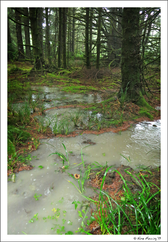 The morning after...rain in TORRENTS & lakes