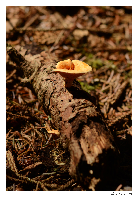 Life grows on a fallen log