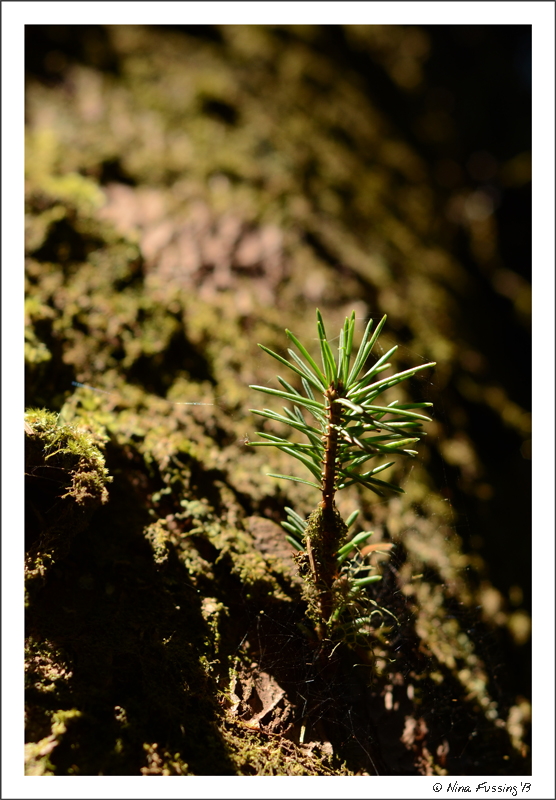 New growth in old