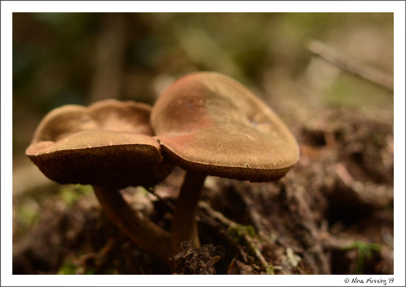Mushroom beauty