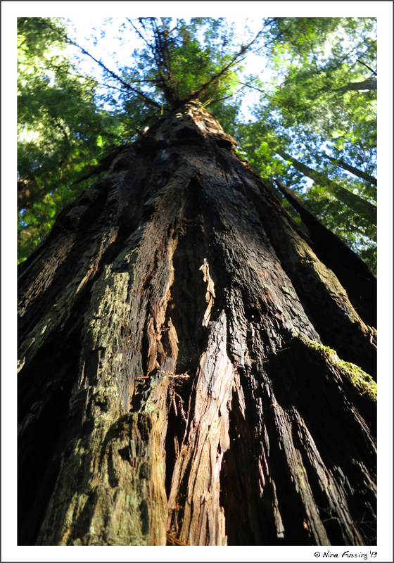 The towering red giants of Jedadiah Smith Redwoods State Park