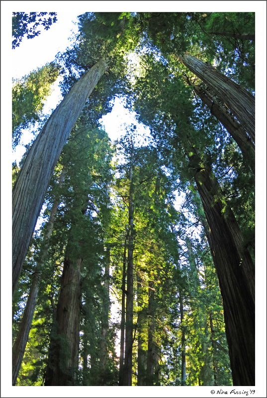 Amongst the California giants