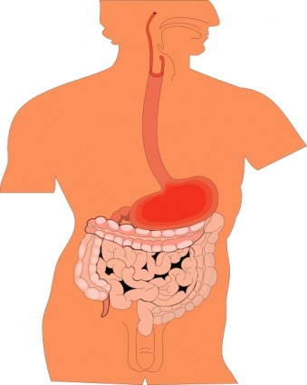 The human gut is a fascinating topic!