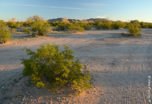 The green desert