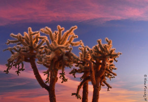 Bright pinks illuminate a Cholla tree
