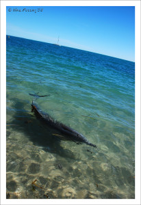 A Dolphin in pristine waters at Monkey Mia