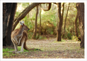 Can't go to Australia and not get a kangaroo pic, right?