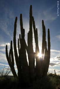 Backlit organ pipe