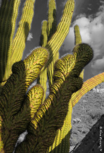Muuuutant cactus, baby!!