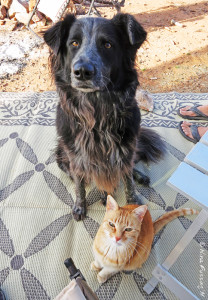 Two peas in a pod -> a little love from the furry bunch