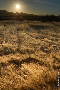 Morning reflections in the grasslands