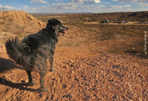 Hiking with Polly on the ridge behind SKP park