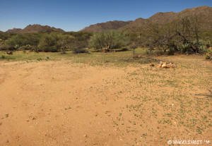 Another site view. This is in the larger section near the front of the boondocking area.