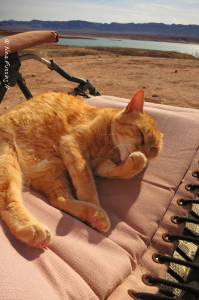 Taggart loves this camping chair