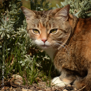 A rare shot of Rand. She loves (loves, loves) the sagebrush