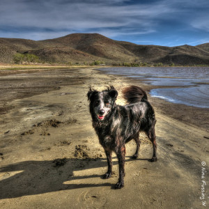 Playing around with my new software. Polly by Washoe Lake