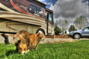 The cats revel in grass