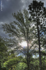 Sun filtering through trees & cloud...love it!