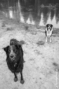 Throw the stick already! Polly & Mazzie