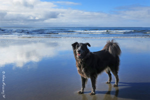 A happy doggy on an empty beach