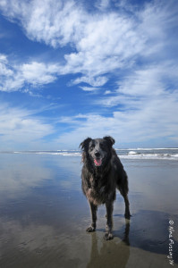 Escaping the crowds at Westport Beach...oh yeah!