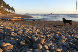 Doggie poses by the rocky Ruby Beach