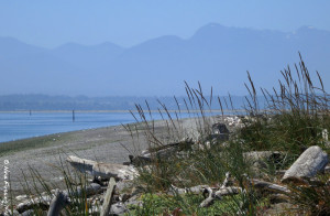 The Olympic Mountains loom blue in the background