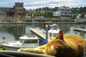It's a hard life for a kitty on the road....