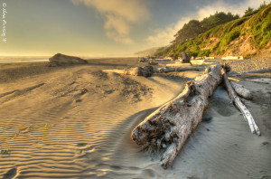The wild coast of Kalaloch Beach