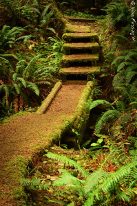 The mossy nature trail at Kalaloch. Eerily cool!