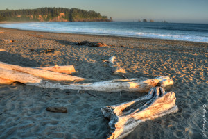 Yup, yet another great beach. First Beach, La Push