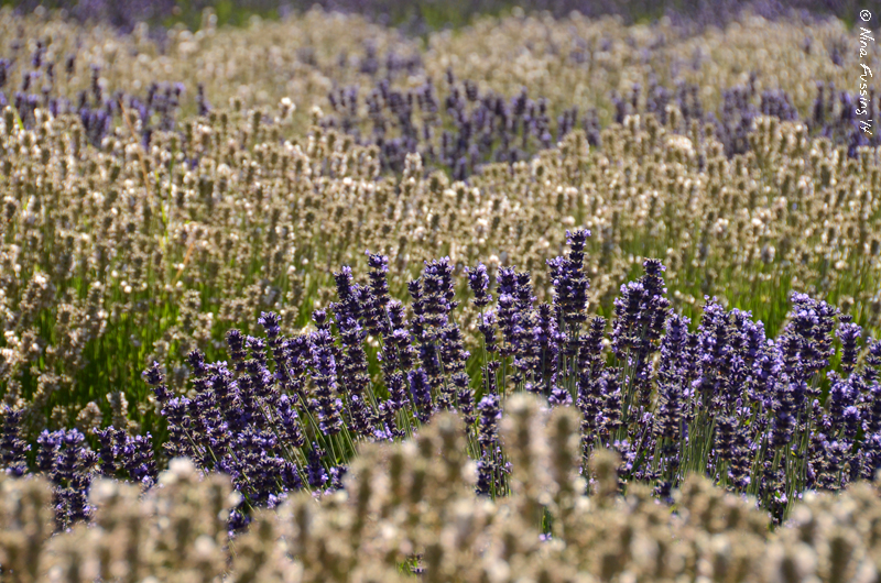 Intermingled rows of white and purple lavender. The aroma alone will make you happy :)