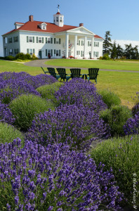 Stunning Washington Lavender