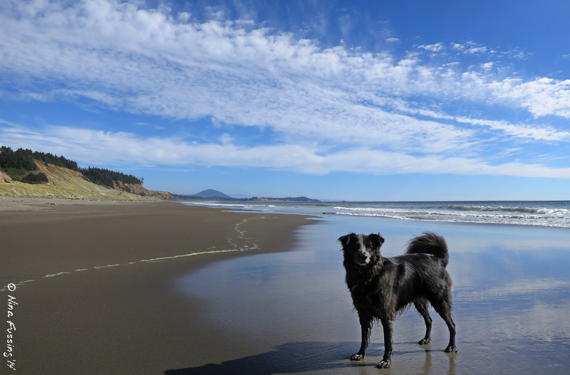Back on the deserted beaches of Cape Blanco State Park...oh yeah baby!