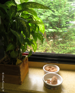 We place the cat bowls on our bedroom window ledge
