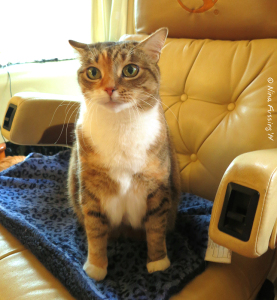 Our cats LOVE these thermal blankets