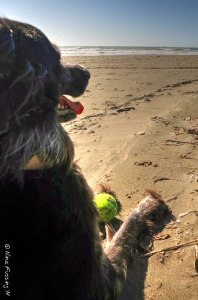 Polly enjoys the heatwave by the beach