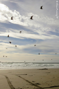 A flight of birds splits the view