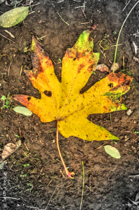 Our very first fall colors