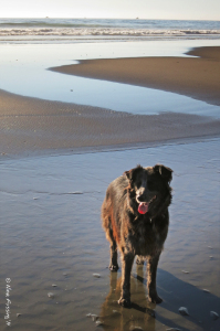Polly keeps her paws cool in the water