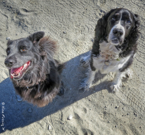RV buddy visit. Where's the treat?