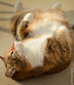 Rand enjoy some belly sun after he vet visit