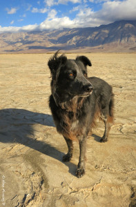 Doggie scans the view