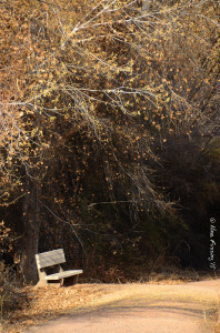A secret place amongst the cottonwoods