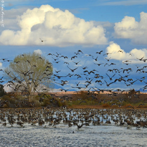 A tidal wall of birds