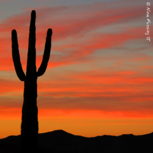 Evening spectacular