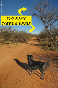 Way too many trees and tough brush on this narrow road for our size.